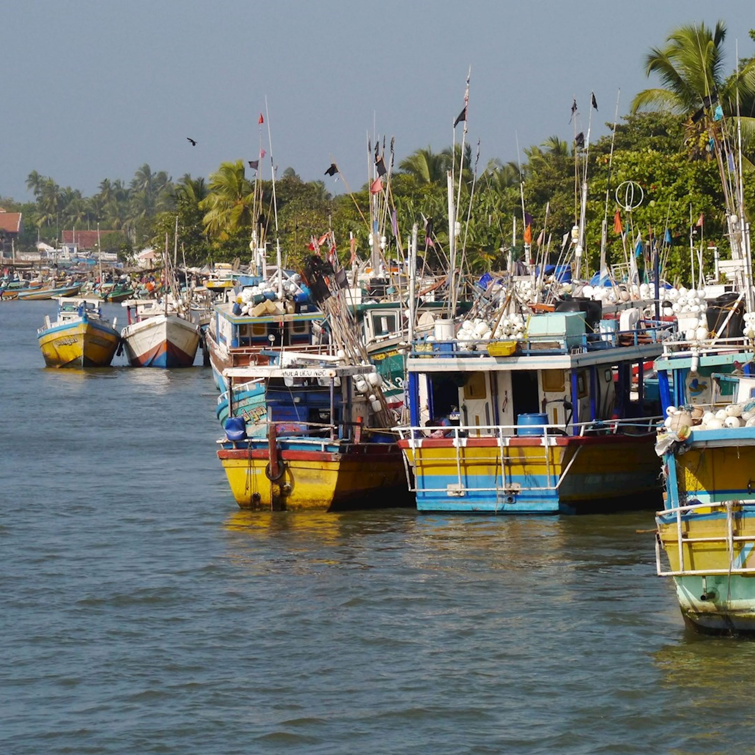 Fishing boats of Negombo