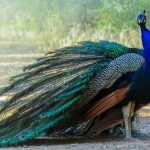 A peacock roaming freely