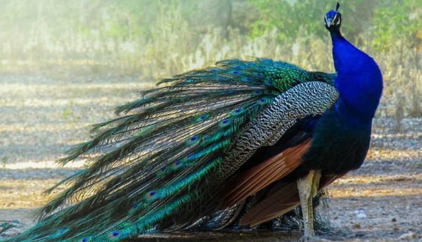 A peacock roaming freely