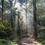 Rainforest pathway