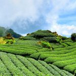 A lush greenery tea estate at hill side, Sri Lanka